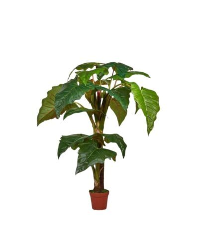 Alocasia Tropical