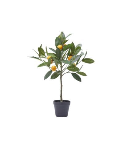 Árbol de naranjo Decorativo