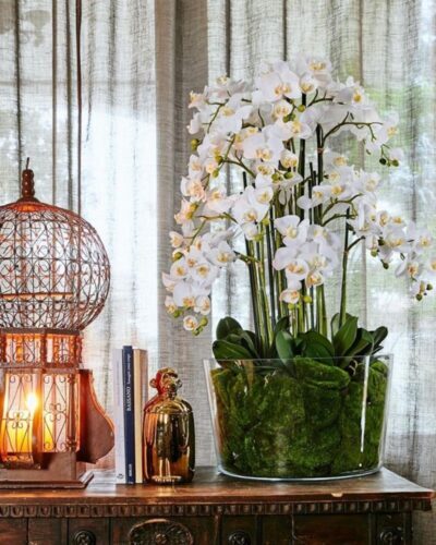 Orquídea blanca