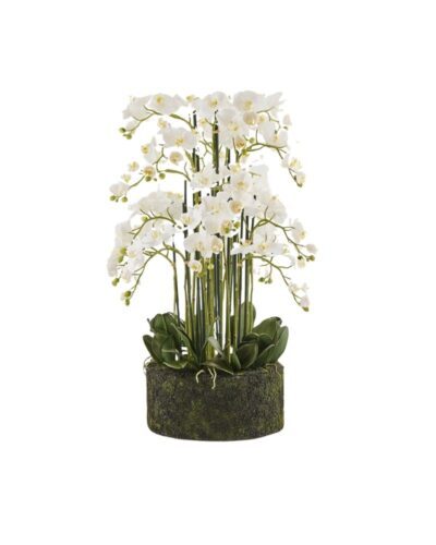 Orquídea blanca
