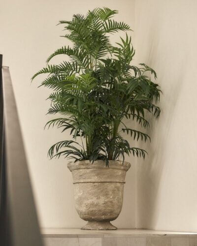 Palma Areca