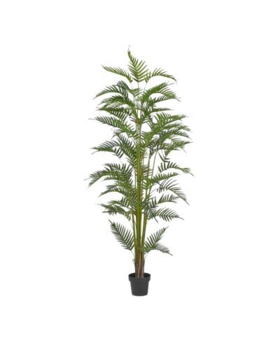 Palma Areca