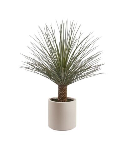 Planta Yuca