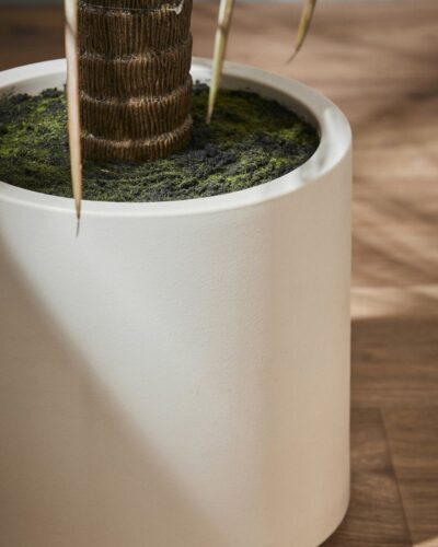 Planta Yuca