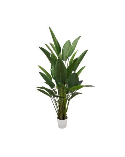 Strelitzia Tropical