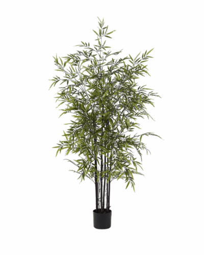 Bamboo Interior en Maceta