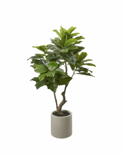 Ficus Sycomorus Interior en Jarrón Minimal