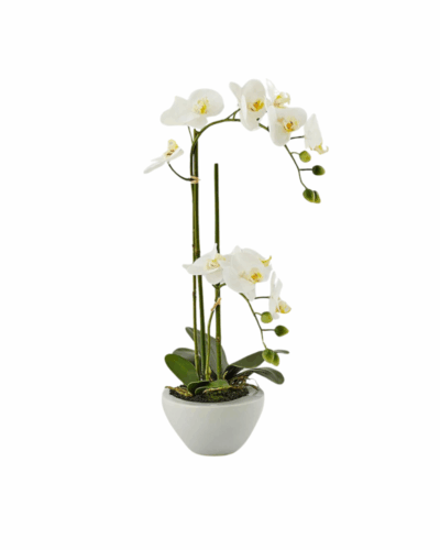 Orquídea Phalaenopsis Real en Jarrón Cerámico
