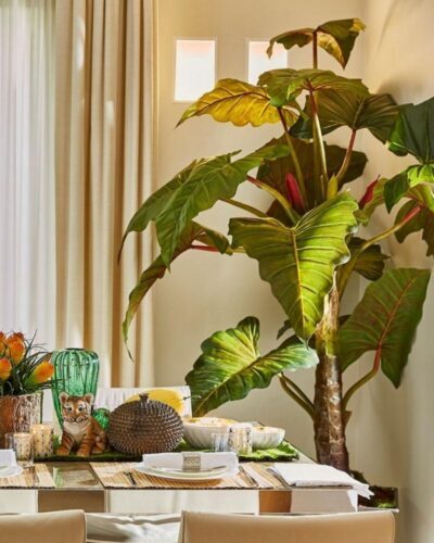 Alocasia Tropical