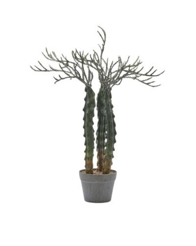 Cactus Cereus